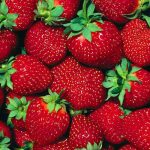 Hirt's Gardens Fort Laramie Everbearing Strawberry 50 Bare Root Plants - Hardiest Everbearer