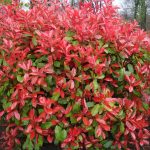 CHUXAY Garden 100 Seeds Photinia Fraseri,Fraser Photinia,Fraser's Photinia,Red-Tip Photinia Red Lovely Flowers Privacy Screen Striking Landscaping