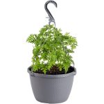 Bonnie Plants Mo 10" Generic Basket Citronella - 10 ct