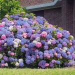 2.5 Qt. 3-in-1 Hydrangea Shrub with White-Blue-Pink Flowers