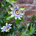 1 Gallon - Passion Fruit Vine - Incredible Purple Flowers with Refreshing Fruit, Outdoor Plant | Brighter Blooms