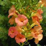 Spring Hill Nurseries Orange Flowering Vine Grandiflora Trumpet Flowering Shrub in Pot | 64278