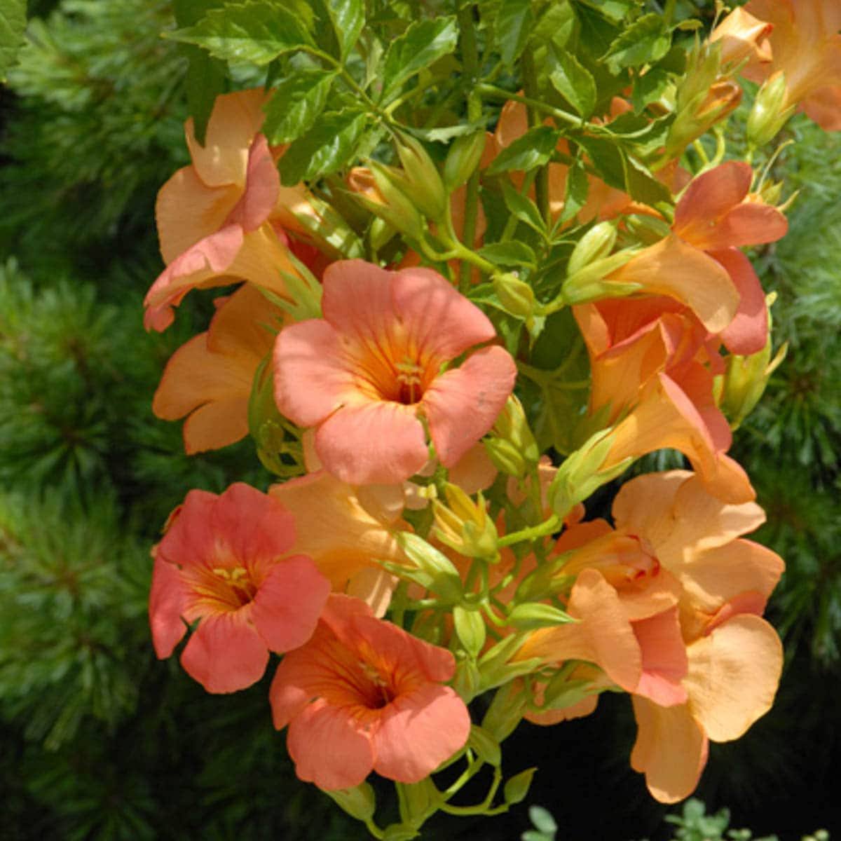 bd561c0c213ff4c4e7b281f1dacf2fb78282fe8eda08200ee9bc4b910f81d267.jpg Spring Hill Nurseries Orange Flowering Vine Grandiflora Trumpet Flowering Shrub in Pot | 64278 - Image 1