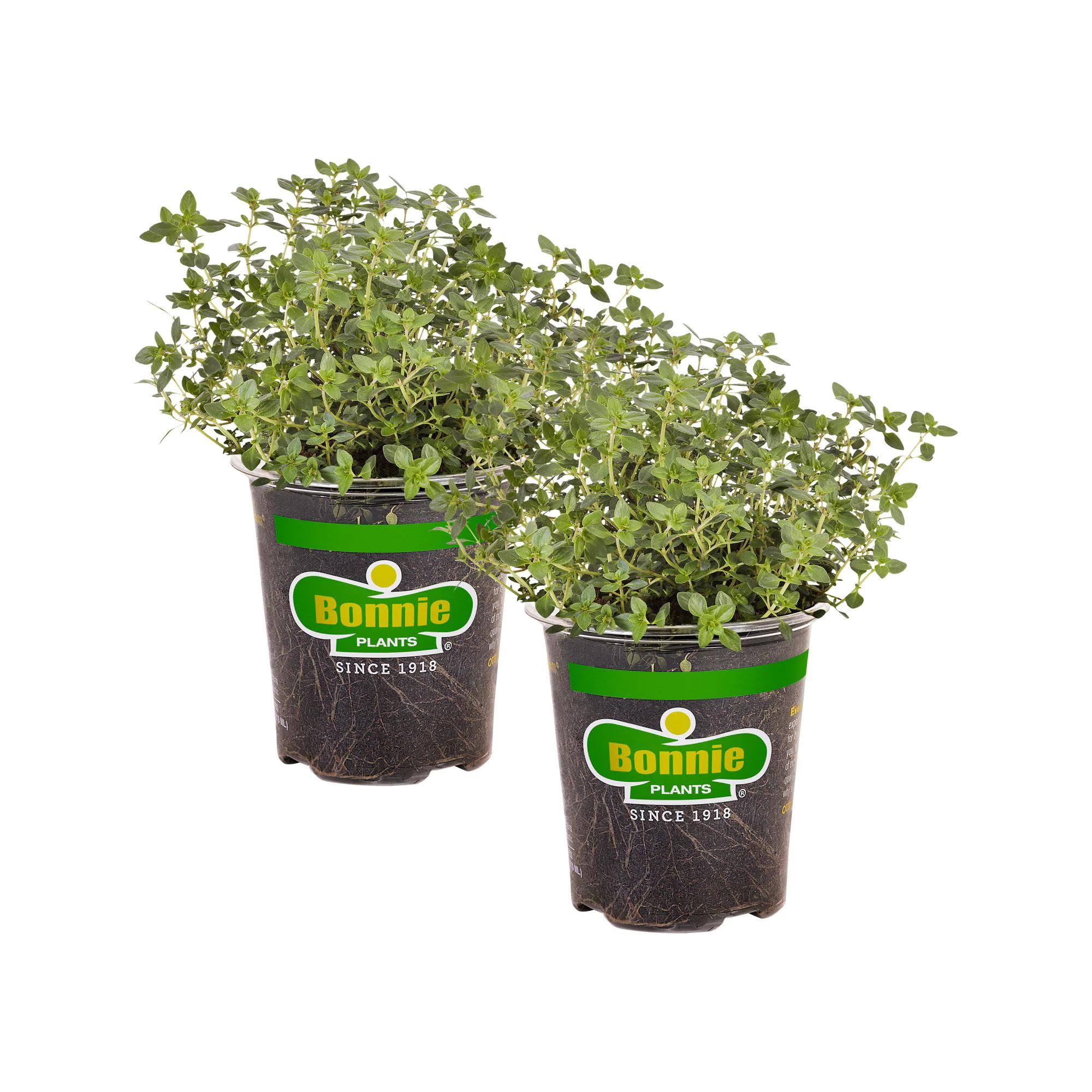 be4b834b5b8e396cd2f3b5865b9529aee9665e230fd92dc8b19fa2a393b1f904.jpg Bonnie Plants 19.3 oz. Lemon Thyme, 2-Pack - Image 1