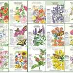 Botanical InterestsButterfly Garden and Monarch Way Station Flower Seed - 15