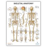Anatomy Lab Skeletal System Laminated Poster