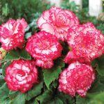 Van Zyverden Begonia Picotee Pink & White Flower Bulb Multi-Color Full Shade, 736180