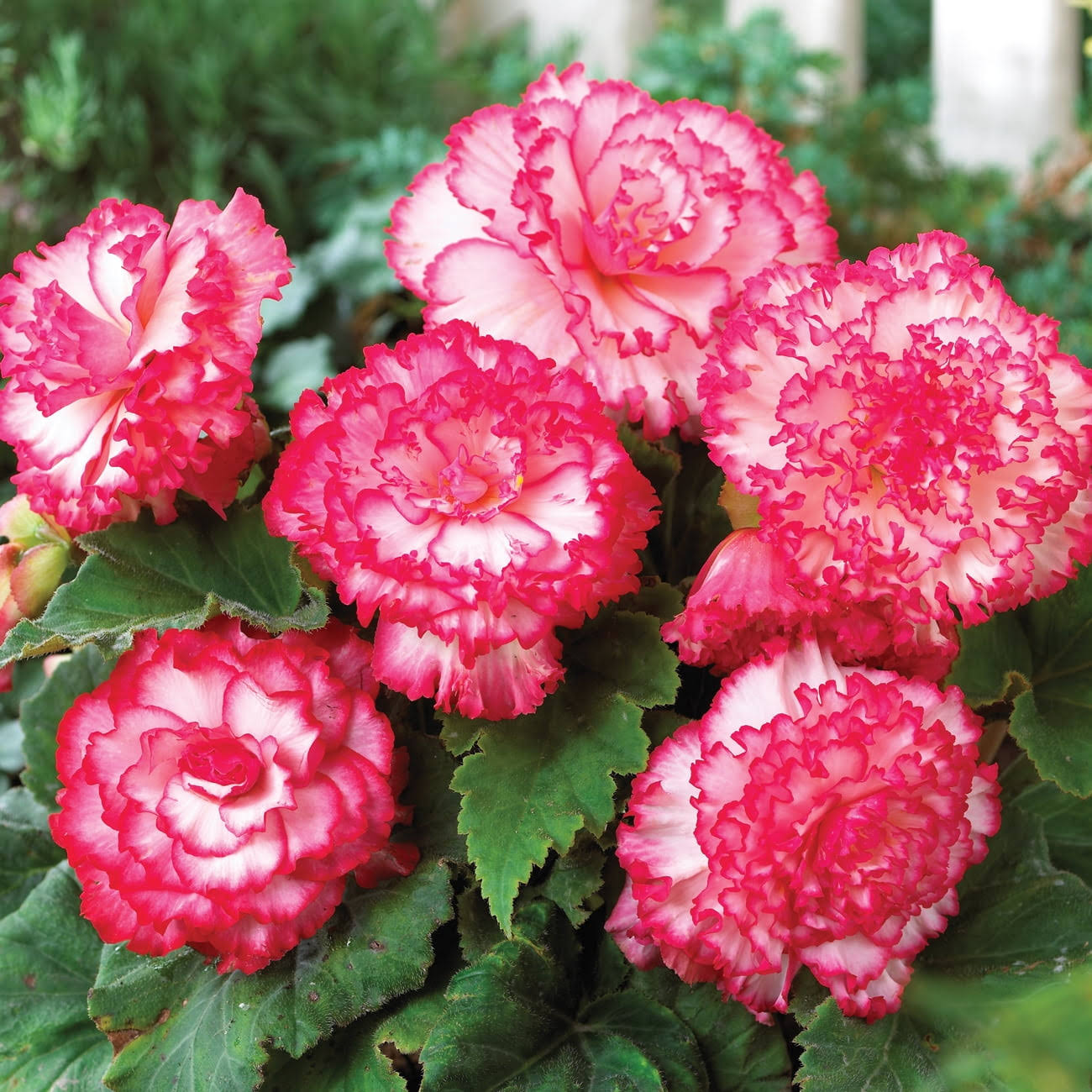 bfaa5cee2d4cc33c7432715a5bc1ec0738eb571badedb1ae2b733740ed071592.jpg Van Zyverden Begonia Picotee Pink & White Flower Bulb Multi-Color Full Shade, 736180 - Image 1