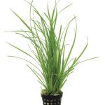 AquaPlants Java Moss - Vesicularia Dubyana - Live Aquarium Plant