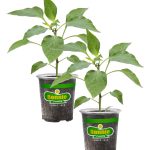 Bonnie Plants Red Bell Pepper 19.3 oz. 2-Pack