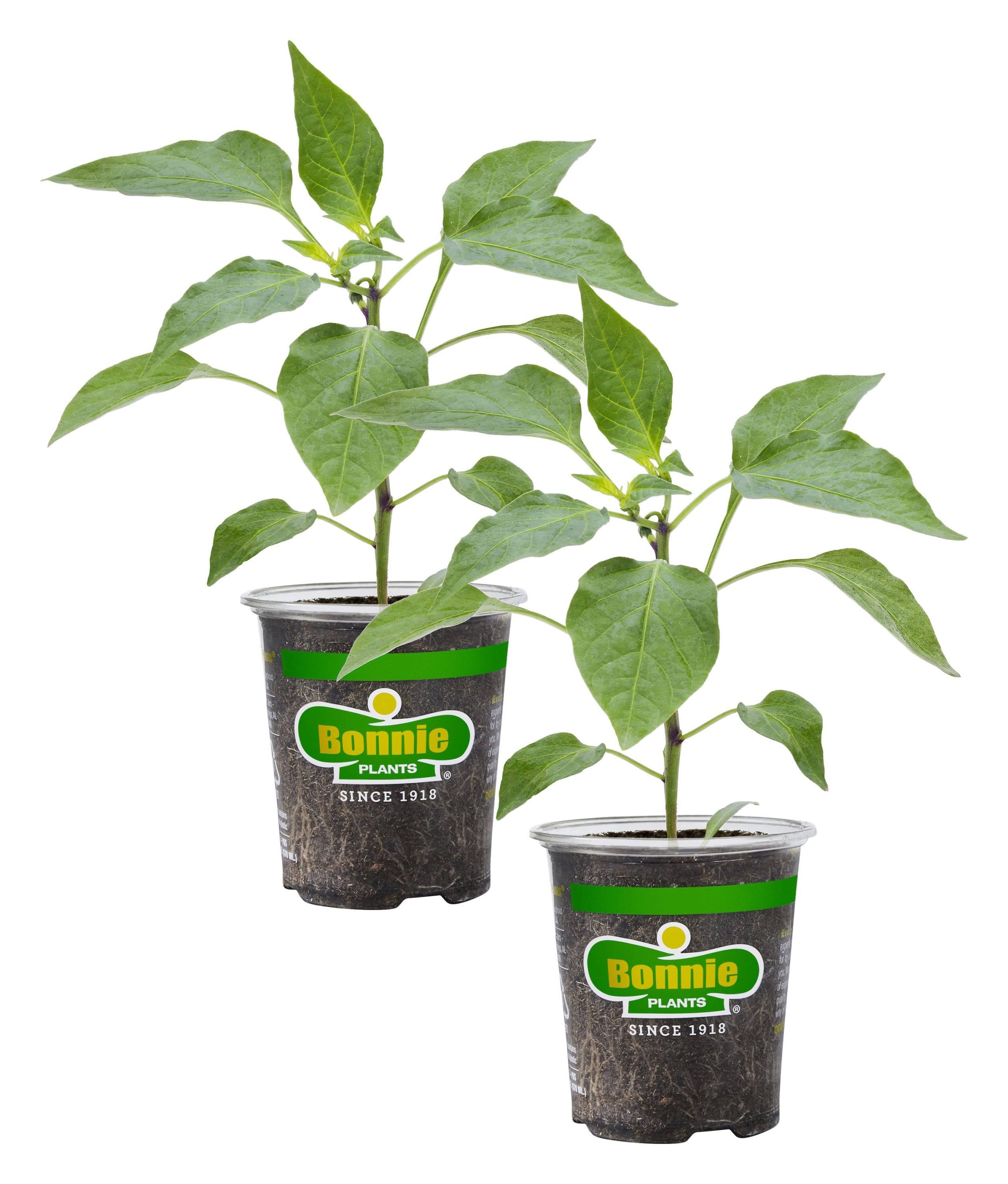 c00811d23d533985d5b8476e01f6b4b83c375a8a1a1cbb17a6f32bdbb4904659.jpg Bonnie Plants Red Bell Pepper 19.3 oz. 2-Pack - Image 1