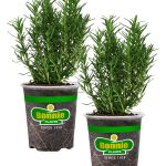 Bonnie Plants Rosemary in 2-Pack Pot | 207195