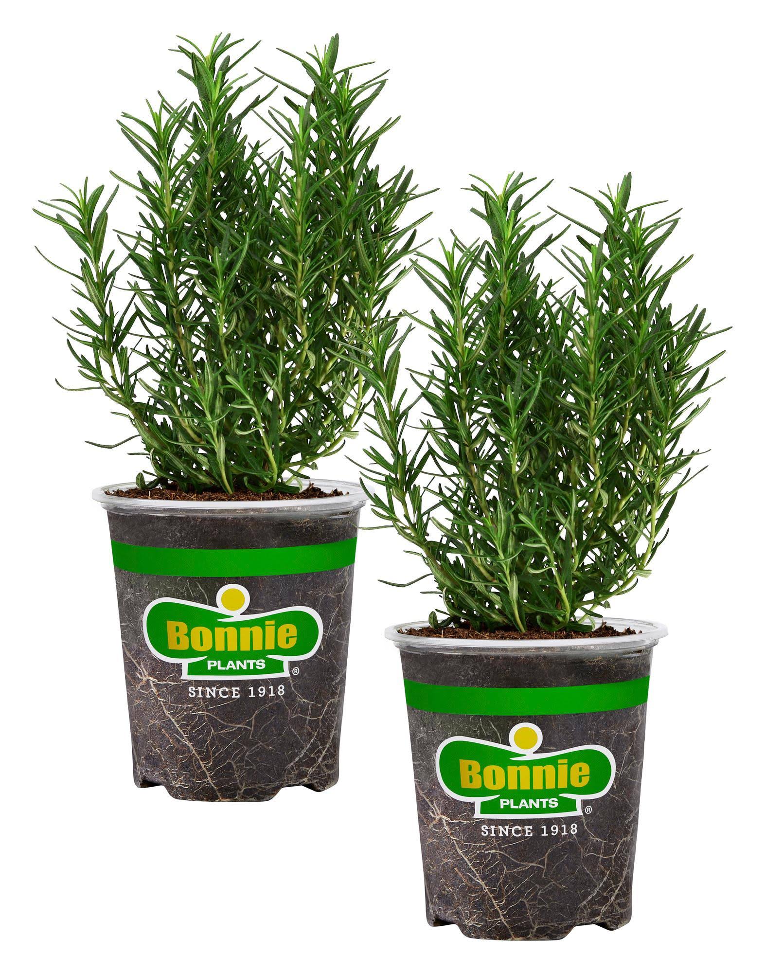 c0369780345c79866b523d99d1ed8576a954286b04d492dece44d241be61c752.jpg Bonnie Plants Rosemary in 2-Pack Pot | 207195 - Image 1