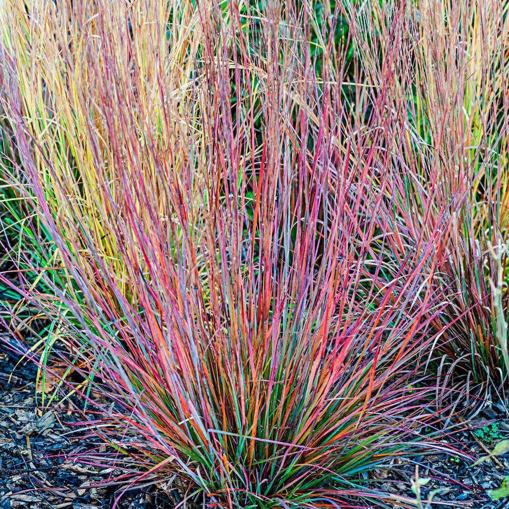 c1af12c91550cd51cb90c8964f23e8cf87a3df0fcefaf1b2f4eeff8ea2226fff.jpg Standing Ovation Little Bluestem - Image 1