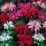 25 Bee Balm Mix Lemon Hummingbird Mint Monarda Didyma Mixed Colors Scarlet, Red, Pink, Purple, Spotted, & Salmon Flower Seeds, Men's, Size: One Size