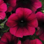 Petunia - Easy Wave Flower Garden Seed - 100 Pelleted Seeds - Burgundy Velour Blooms - Annual Flowers - Spreading Low Growing Petunias