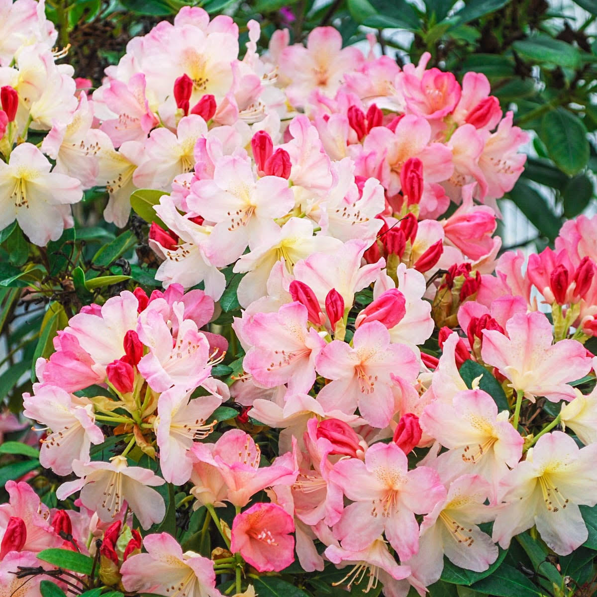 c2bf344a26918667955d04d0214eca85ba2dbd590e140374ee73ed7e537eabb4.jpg Percy Wiseman Rhododendrdron Bare Root Starter Stater Flowering Shrub (1-Pack) - Image 1