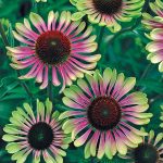 Green Twister Coneflower (Echinacea), Dormant Bare Root Starter Perennial Plants (3-Pack)