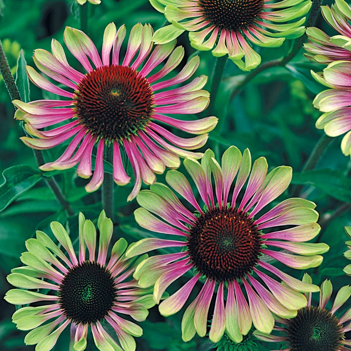 c2d3afbc1bef3267ec97100280191c87e690ce19be46dd465b7126e975c9e61a.jpg Green Twister Coneflower (Echinacea), Dormant Bare Root Starter Perennial Plants (3-Pack) - Image 1
