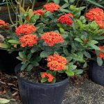 10" Live Flowering Plant in Pot OnlinePlantCenter