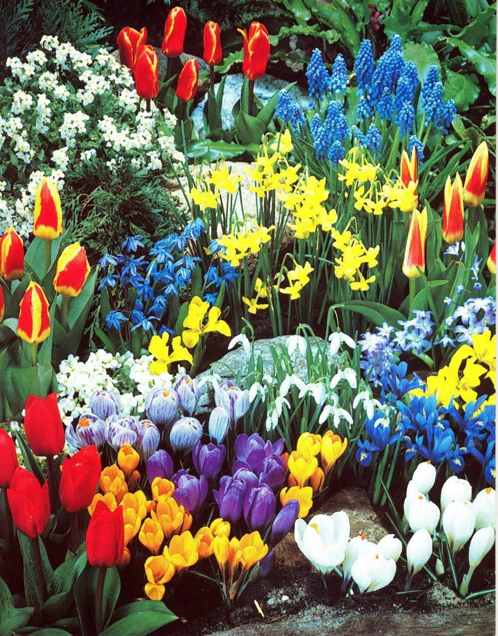 c3439928a62b1e380bf732b0a694c9c127dc3e8e26e9095f82ec4f8af813f1b1.jpg A Complete Spring Garden - 50 Bulbs for 50 Days of Continuous Blooms - Image 1