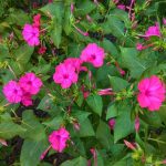 Outsidepride Four O'Clock Seeds - Pink - 1 lb