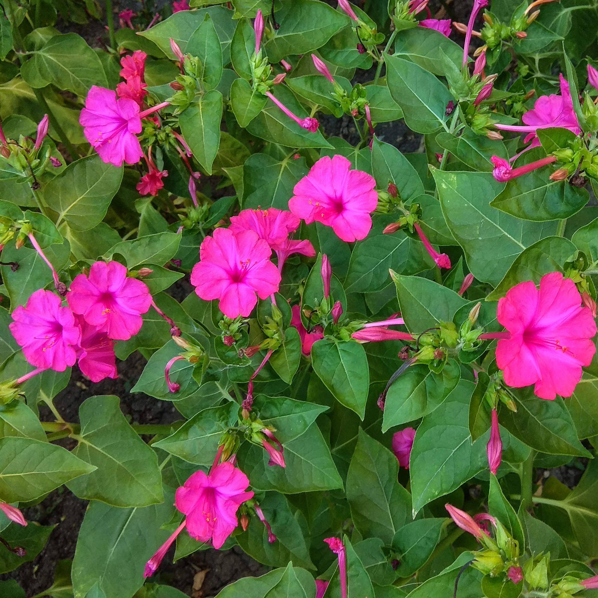 c346c63f35a056b5fff694ef9c074f193e3ac6ca4e00a7118b5181a094b563bb.jpg Outsidepride Four O'Clock Seeds - Pink - 1 lb - Image 1