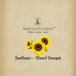 Raw Earth Colors Dwarf Sunflower Seeds for Planting