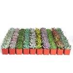 Shop Succulents Radiant Rosette Collection of Live Succulent Plants, Hand Selected Variety Pack of Mini Succulents 32-Pack