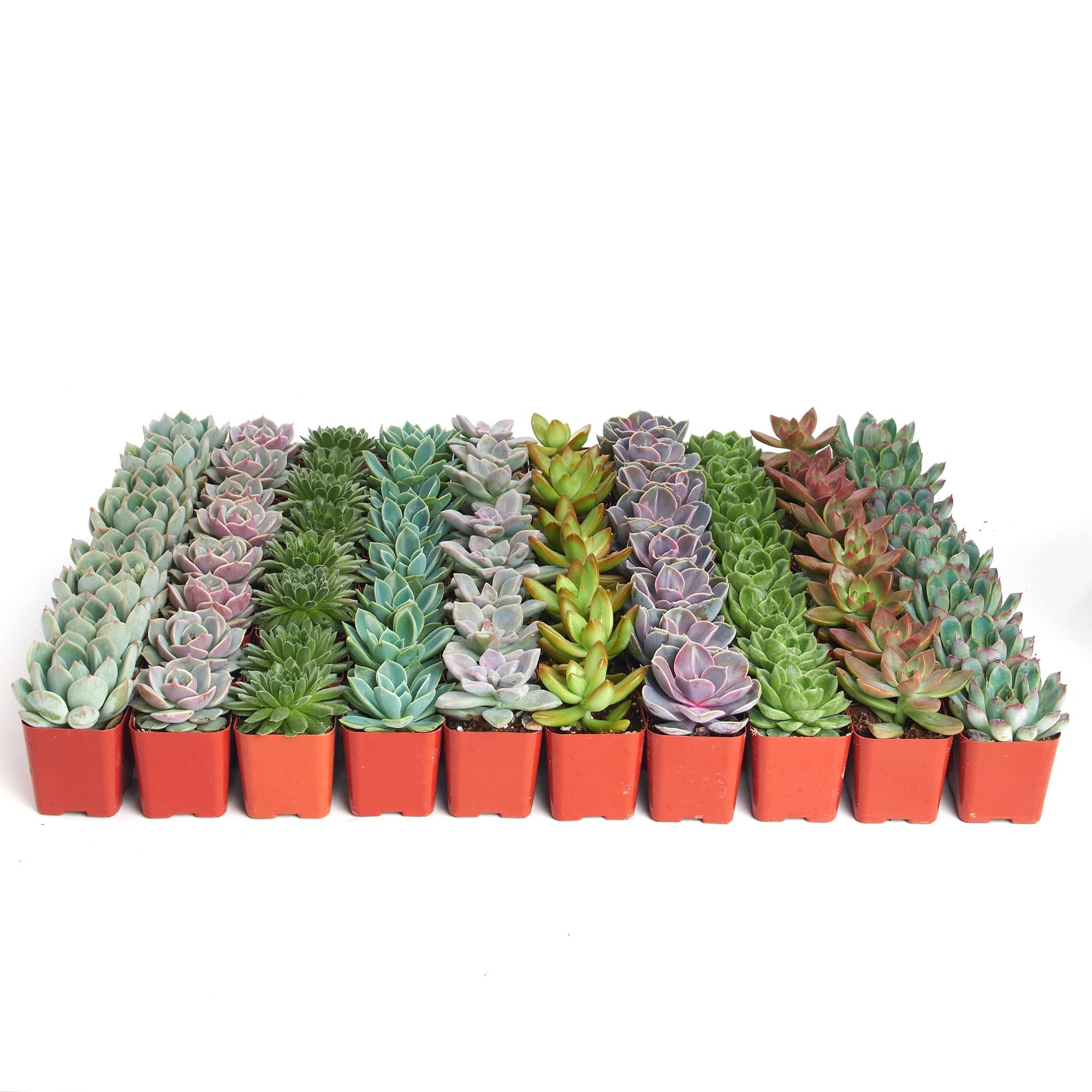 c3be3d0cca137b68917a7a3fdaa09797c357a93988f7d04dadbfabd26f9186de.jpg Shop Succulents Radiant Rosette Collection of Live Succulent Plants, Hand Selected Variety Pack of Mini Succulents 32-Pack - Image 1