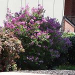 1-2 ft. - Miss Kim Lilac Shrub/Bush - A Rare and Hardy Plant That Extends The Lilac Season, Outdoor Plant