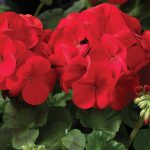 Maverick F1 Series Geranium Flower Garden Seeds - Scarlet - 100 Seeds