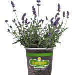 Bonnie Plants Lavender, Size: 19.3 oz, Multicolor