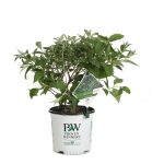 Proven Winners Miss Violet Butterfly Bush (Buddleia) Live Shrub, Purple Flowers, 1 Gallon