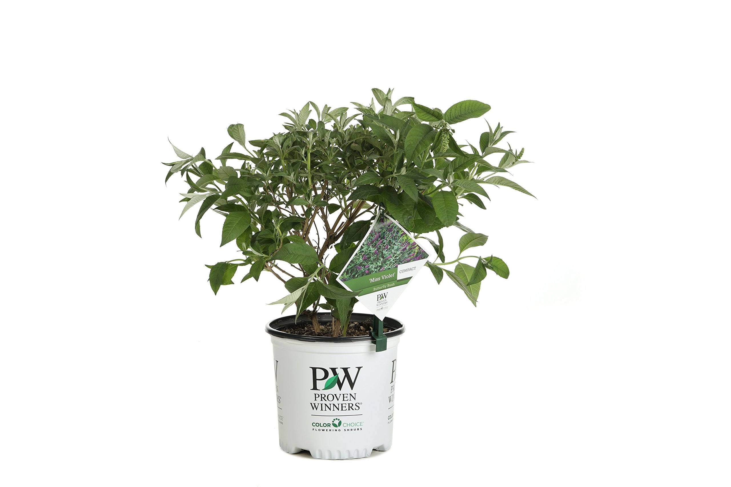 c6216ddb02945d2c8bbac5a15650a22a288bc44de9896f5c32999c00688070cb.jpg Proven Winners Miss Violet Butterfly Bush (Buddleia) Live Shrub, Purple Flowers, 1 Gallon - Image 1
