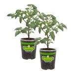 Bonnie Plants Cherokee Purple Tomato 19.3 oz. 2-Pack