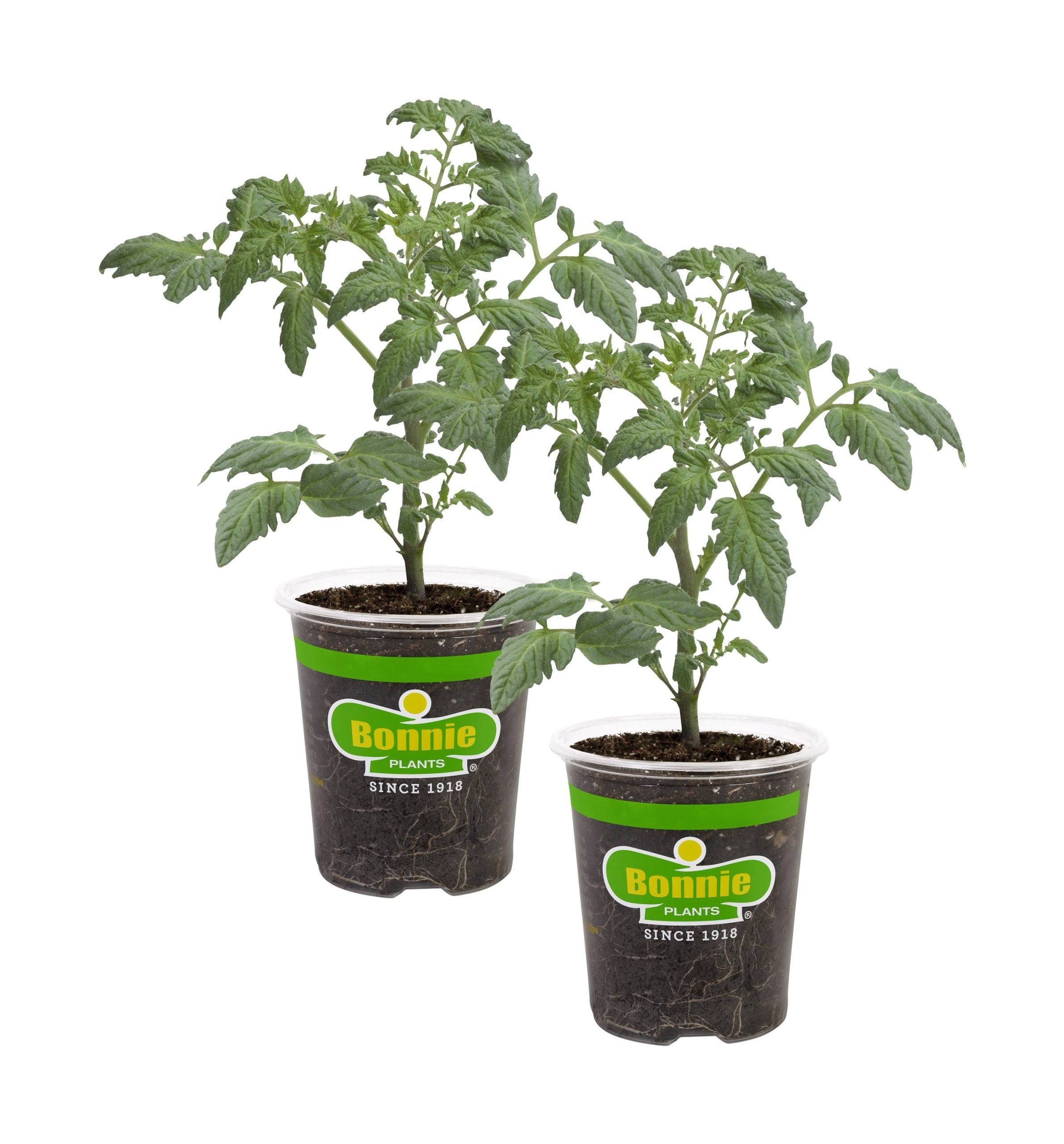 c6a51234636b004299c1389bca1ec65bd6681c286e031e644cb0ac4364790f3f.jpg Bonnie Plants Cherokee Purple Tomato 19.3 oz. 2-Pack - Image 1