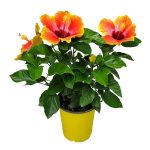 Tropical Plants of Florida 10 inch to 14 inch Fiesta Hibiscus BUSH; Colors Include Red, Orange, Yellow, Pink