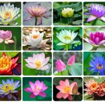 30pcs Bowl Lotus Seeds Bonsai Lotus Seeds for Planting, Water Lily Flower, Aquatic Plants Seeds, Pond Plants,Non-GMO Home Garden Plant Seeds,