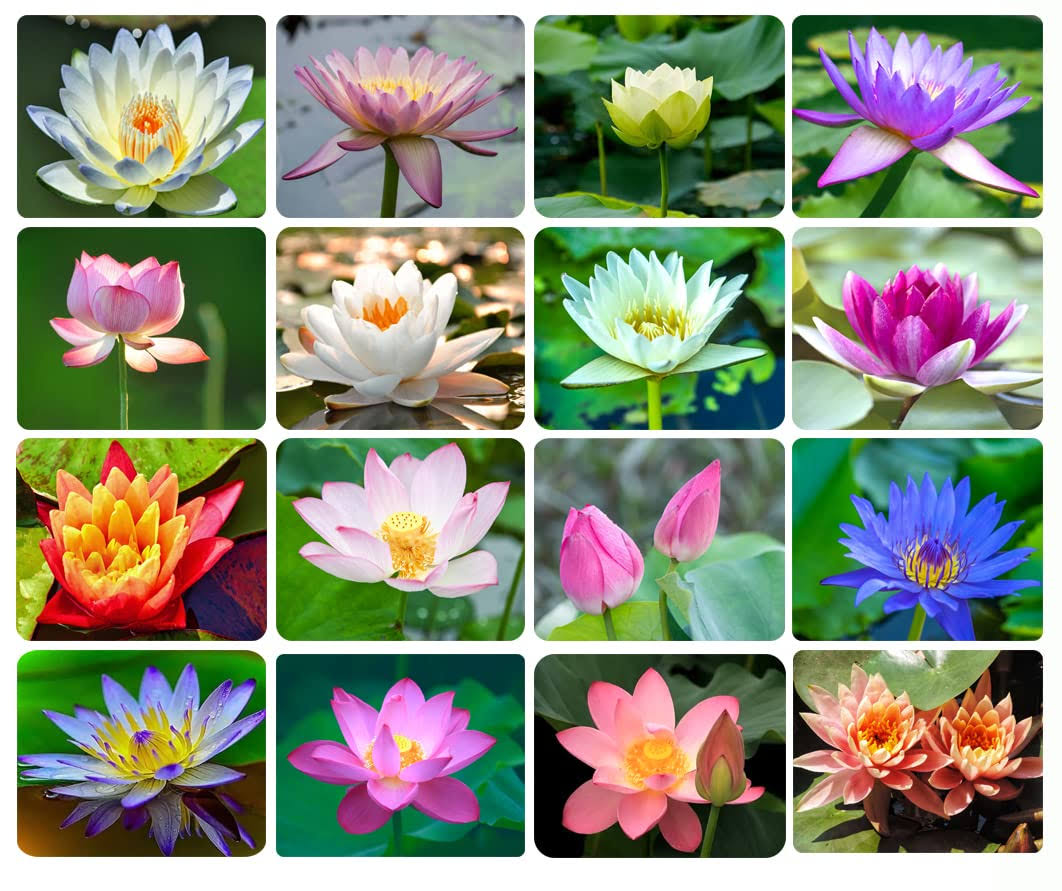 c7271ad33e6a4e0bc8c2a548fd2cd00b3463621aaf71e0659c07f451018a5eeb.jpg 30pcs Bowl Lotus Seeds Bonsai Lotus Seeds for Planting, Water Lily Flower, Aquatic Plants Seeds, Pond Plants,Non-GMO Home Garden Plant Seeds, - Image 1