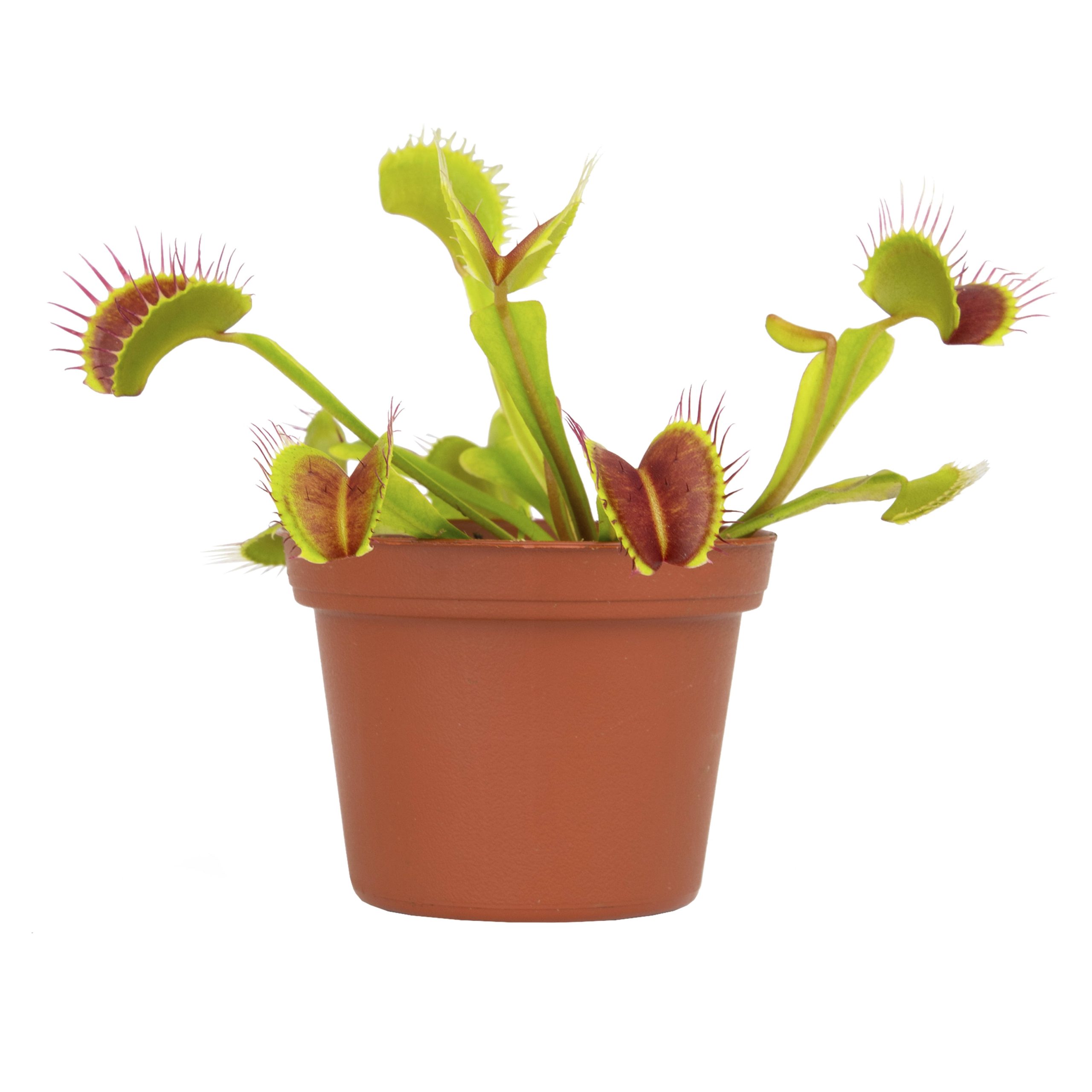 c7306aa0e548958ffa8213646f65959ed0a260e14f318d07609a74c8079eb784.jpg Altman Plants 3.5" Venus Fly Trap Live Plant with Grower Pot - Image 1