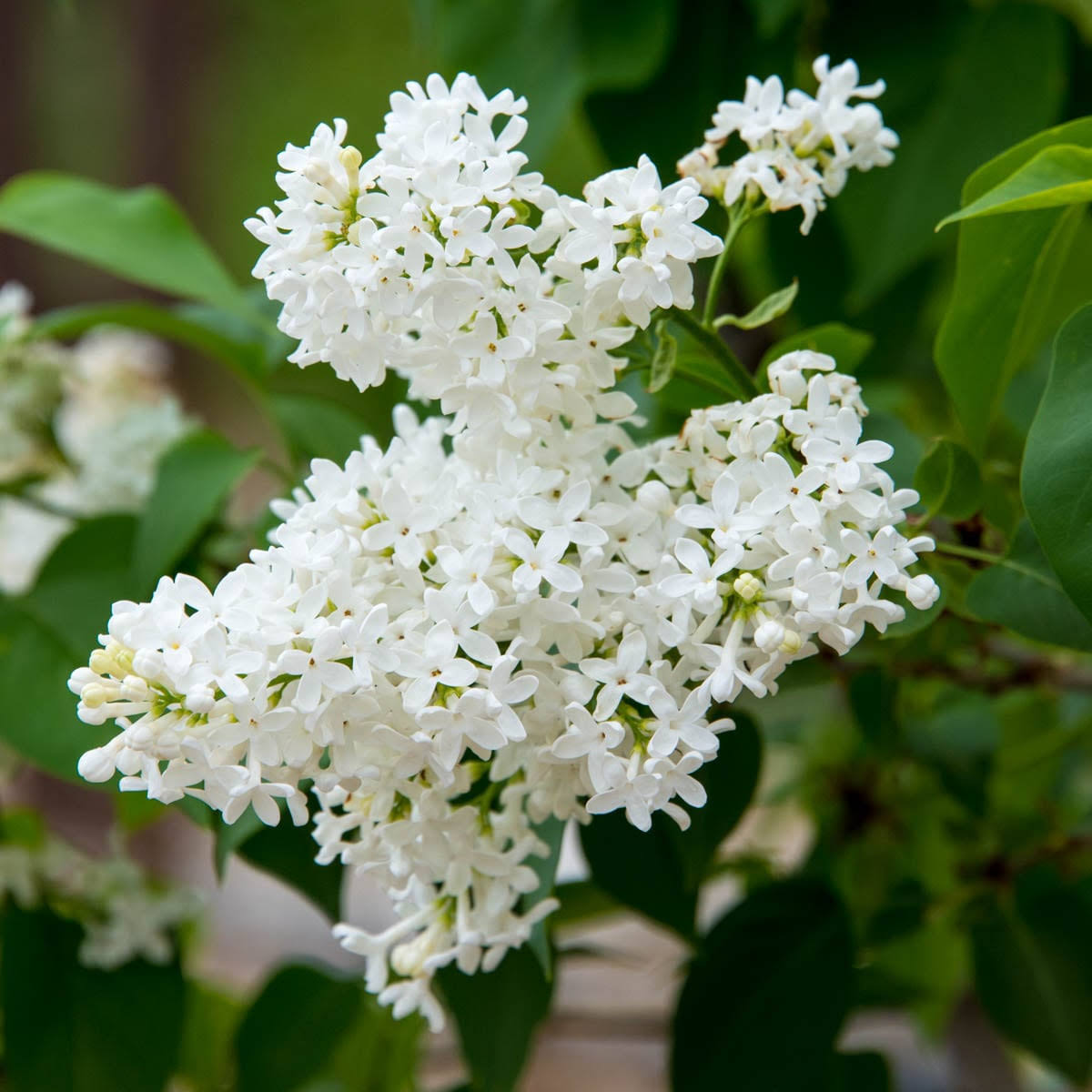 c7f7d097636b478ae7abc93840c9675fdbeb311021fba6bba741c2351ccfed4e.jpg Snowy Beach Party White Flowering Lilac Dormant Bare Root Flowering Starter Shrub (1-Pack) - Image 1