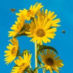 Gardens Alive! Yellow Maximillian Sunflower (Helianthus) Perennial Plant in 1-Pack Bareroot | 64039