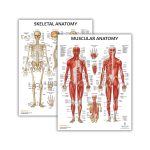 Anatomy Lab 2 Pack Muscular and Skeletal Anatomy Poster Set, Laminated, Anatomy and Physiology Poster, 17.3 x 22.5 Inches, Muscles Diagram, Human