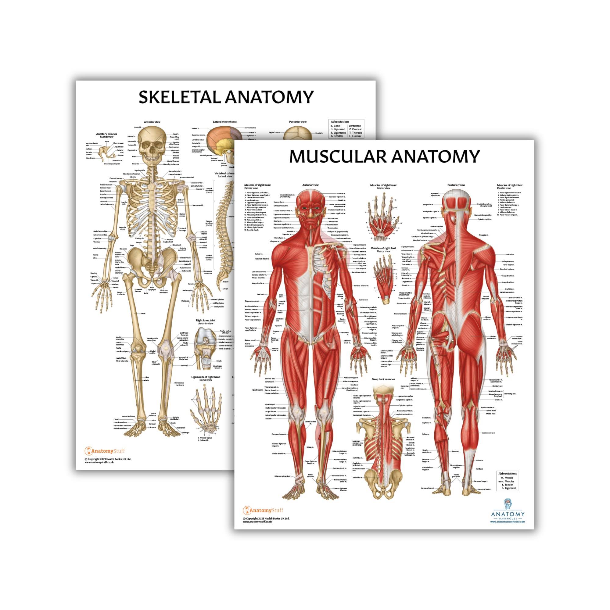 c823fb89a96a93591703bc41e749423d00c73049b1bf0bb65d83029065b4a339.jpg Anatomy Lab 2 Pack Muscular and Skeletal Anatomy Poster Set, Laminated, Anatomy and Physiology Poster, 17.3 x 22.5 Inches, Muscles Diagram, Human - Image 1