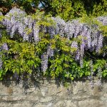 1-2 ft. on Trellis - Amethyst Falls Wisteria Vine - Get Unique Blue Blooms Without The Work