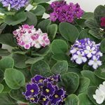 Optimara African Violet Variety Pack (4 Assorted Plants) (4" Pots)
