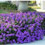 KVITER Moss Verbena - 50 + Groundcover Seeds - Creeping Perennial Purple Flower - USA