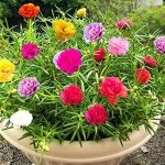 Greencreator Mixed Moss Rose Plant Seed Mix - 1000 Seeds u2018Portulaca Grandiflorau2019 Flowers for Bonsai Garden Balcony Planting
