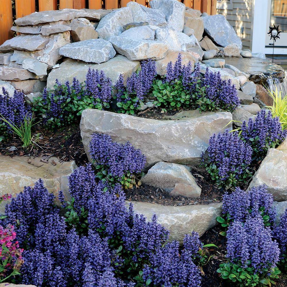 Chocolate Chip Ajuga Dormant Bare Root Starter Perennial Groundcover Plant (1-Pack)